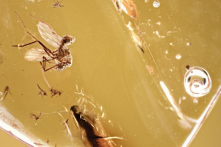 Detailed Fossil True Midge (Chironomidae) & Enhydro in Baltic Amber #381491